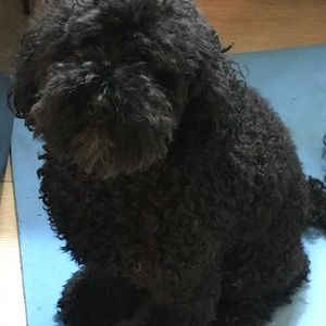 Meet your Posher, Isabel